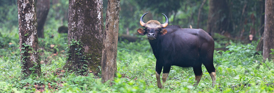 Gorumara National Park