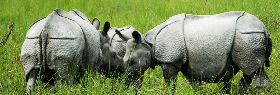 Jaldapara National Park